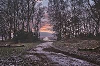 Winter silence on the Hoorneboeg Heath