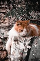 La vie des chats à Athènes