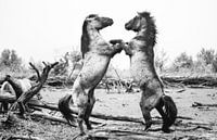 Tanzende Konik-Pferde