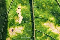 Recycling   zonnebloemblad