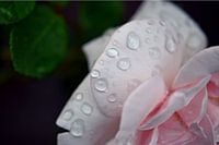 Raindrops on rose