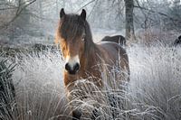 Wildpferd im Winter im Naturschutzgebiet Drents Friese Wold in Drenthe