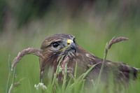 Verstopt in het gras