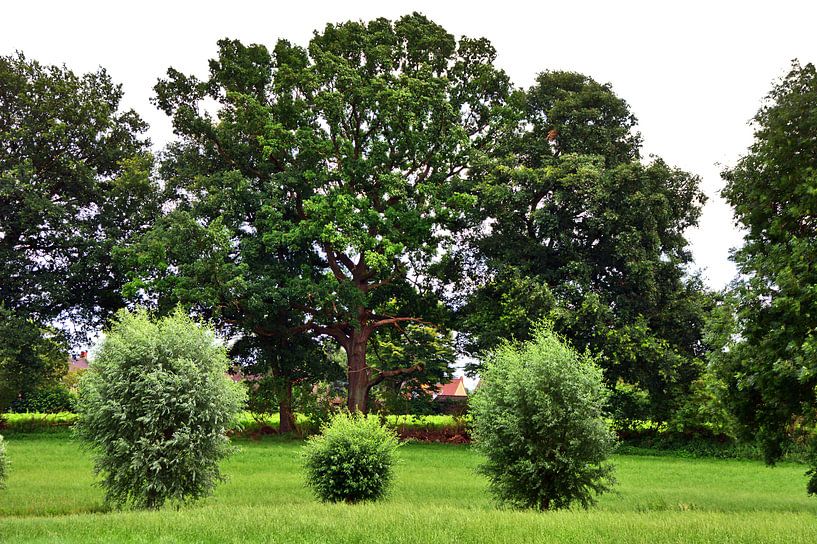 Bäume 1 von Edgar Schermaul