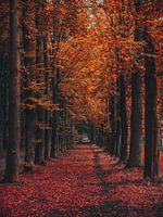 autumn trees avenue