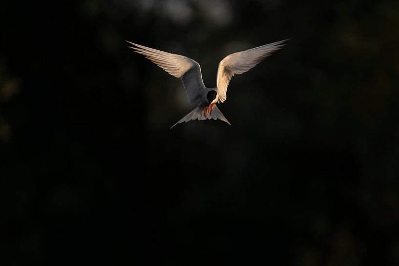 Hunting common tern by Ronald Buitendijk Fotografie