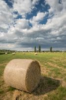 Rouleaux de foin - Balles de foin dans les champs