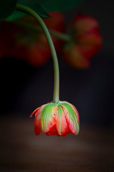 Hang in There par Nanouk el Gamal - Wijchers (Photonook)