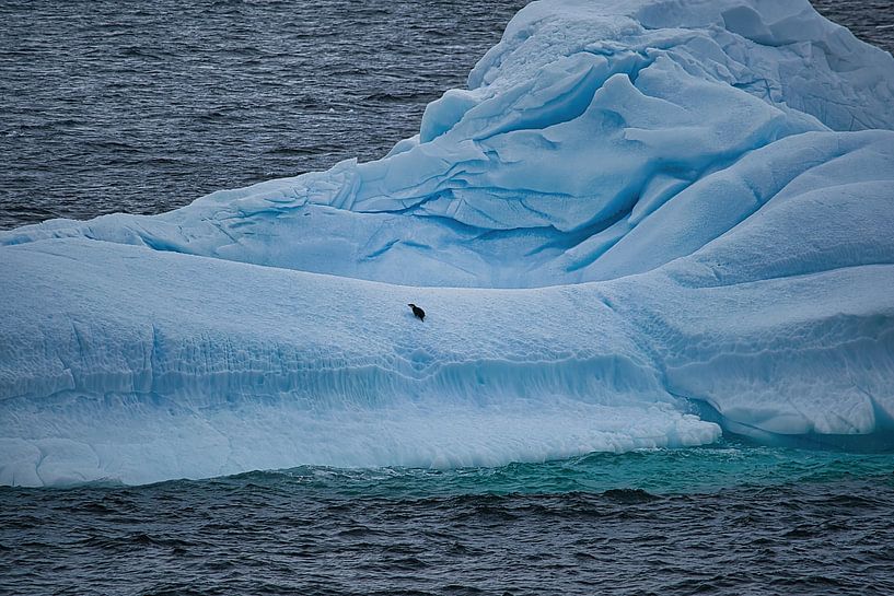 Un seul pingouin sur un énorme iceberg par Frank's Awesome Travels