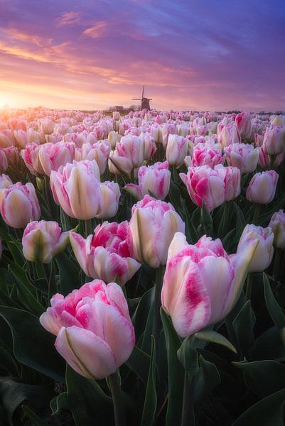 Champ de tulipes au coucher du soleil par Niels Dam