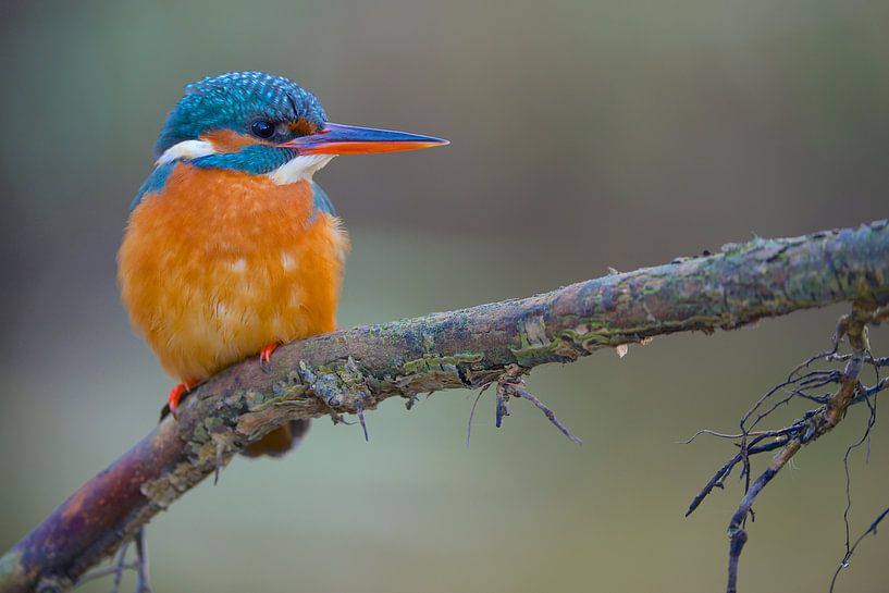 Kingfisher by Kingfisher.photo - Corné van Oosterhout