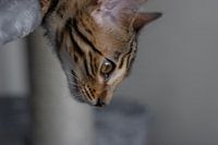 Bengalkatze