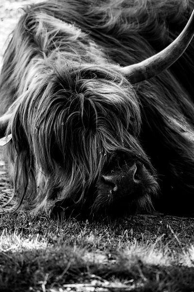 Porträt Schottischer Highlander von Jeffrey Hensen