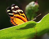 Butterfly on a leaf