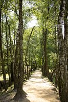 pad omringd door bomen