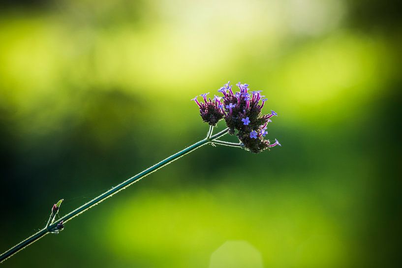 De kleuren van de natuur von AnyTiff (Tiffany Peters)