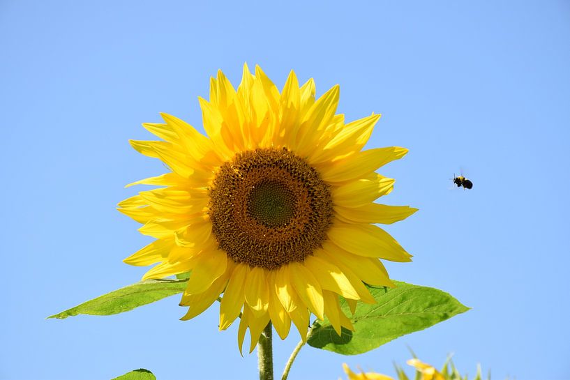 Eine Sonnenblume im Sommer von Claude Laprise