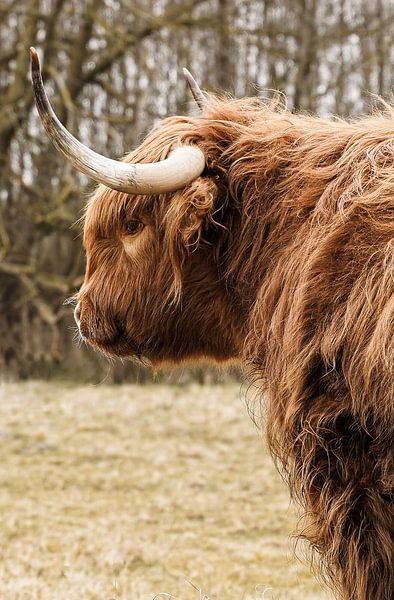 Scottish Highlander in Egmond aan Zee by Henrike Schenk