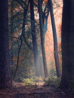 Transitions 3/3 (Autumn impression)