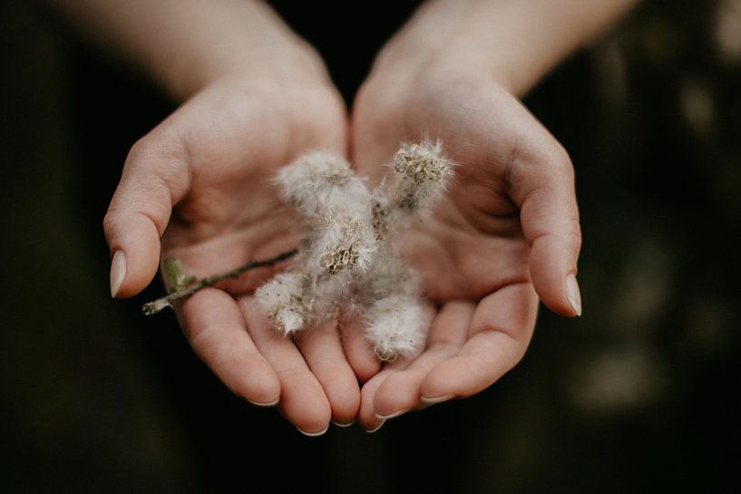 Philocalist by Melissa Van Belle