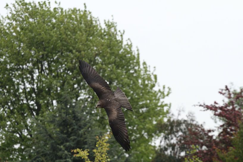 Buzzard by Sander Miedema