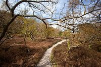 Sand path in Dutch dunes