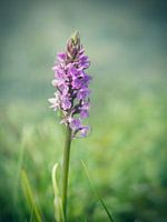 Purper Orchis