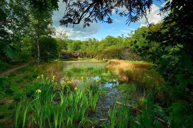 Lisdodden und Rhododendren an einem See von Jenco van Zalk