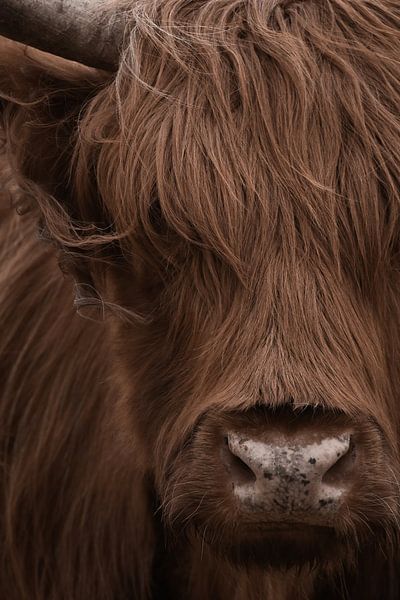 Schottischer Highlander Porträt in Farbe von By Marjolein Design