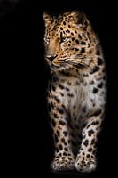 Ein ruhiger und selbstbewusster Leopard schaut herablassend zur Seite. schwarzer Hintergrund isolier