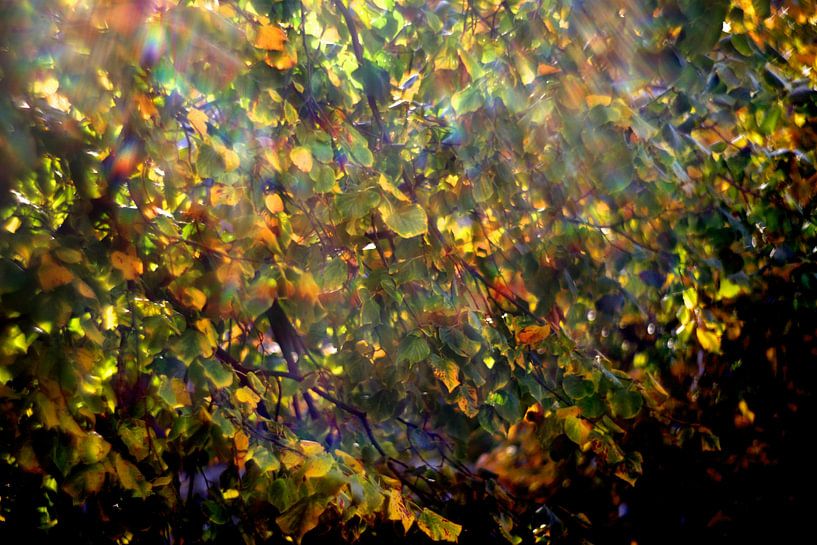 Herbstlicht von Marianna Pobedimova