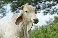 Aziatische koe in Costa Rica