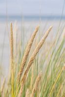 Strandgefühl auf Terschelling