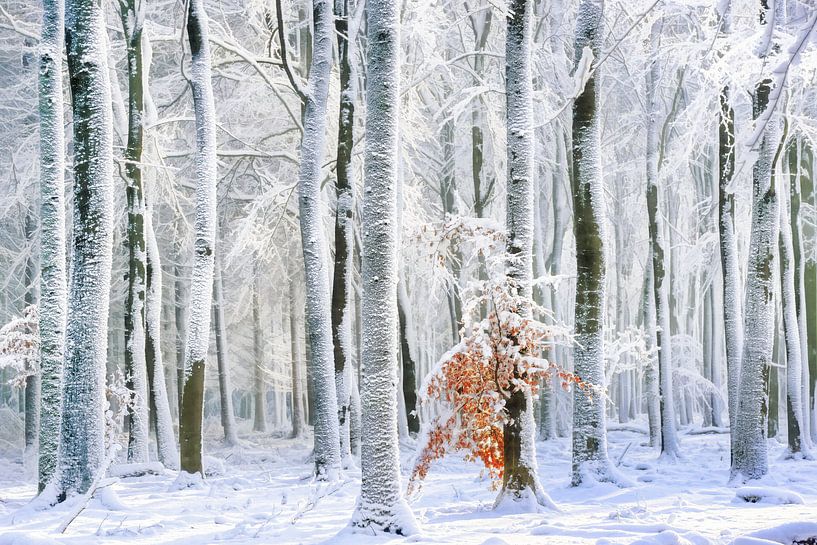 Coleur Froid von Lars van de Goor