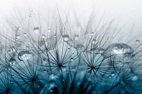 Paardenbloem pluis met druppels in kobalt blauwe kleur