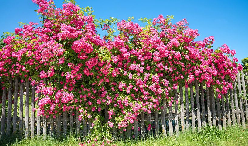blühender Rosenstrauch am Zaun von SusaZoom