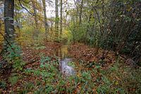 Herfst in het bos #2