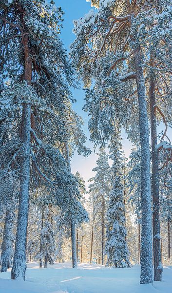 Winterlandschaft mit Sonne am späten Nachmittag, Finnland von Rietje Bulthuis