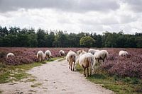 Drenthe Heideschafe auf der Heide von Hilversume bei Crailo, Bussum, Niederlande