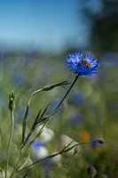 Cornflower