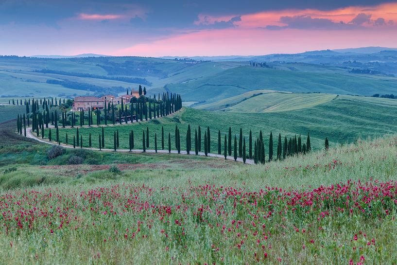 Allee der Zypressen in der Toskana von Menno Schaefer