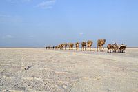 Salzkarawane in Danakil, Äthiopien