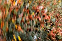 Malerei das Licht der orangefarbenen Blumen Nummer 3