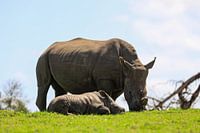 Rhinos in Kragga Kamma
