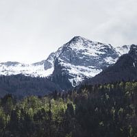 Winter und Frühling - grüne Bäume und schneebedeckte Berge