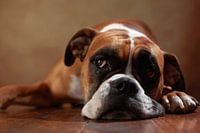 Amerikanischer Boxer