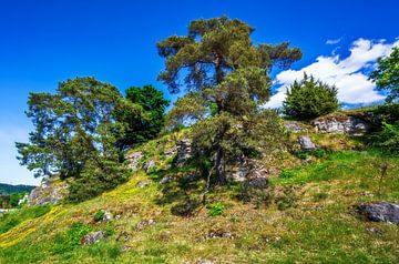 Trees on a hill in the Altmühl valley near Pfünz by ManfredFotos