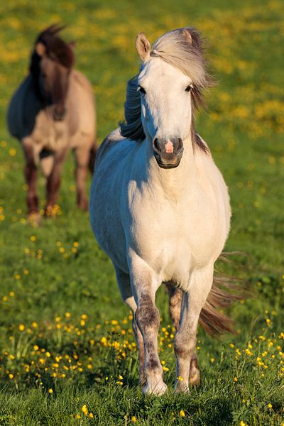 neugierige Islandpferde von Daniela Beyer
