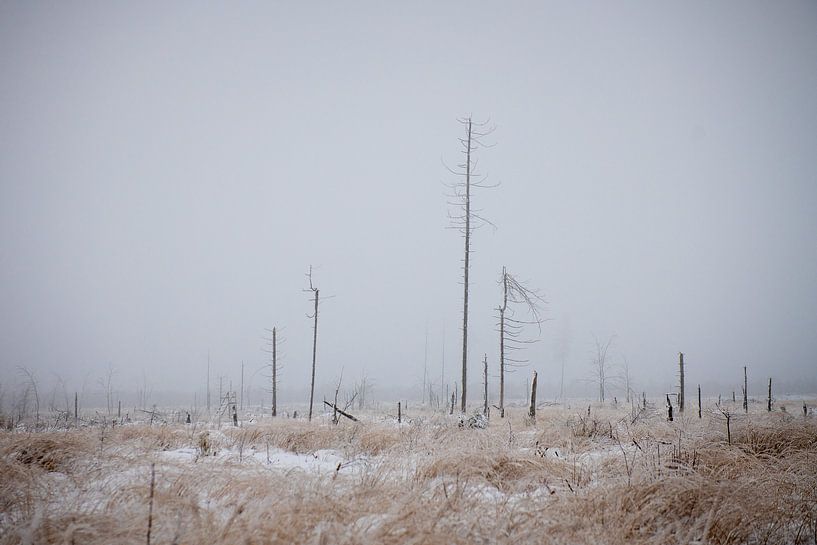 Winterspaß im Hohen Venn von Jim De Sitter