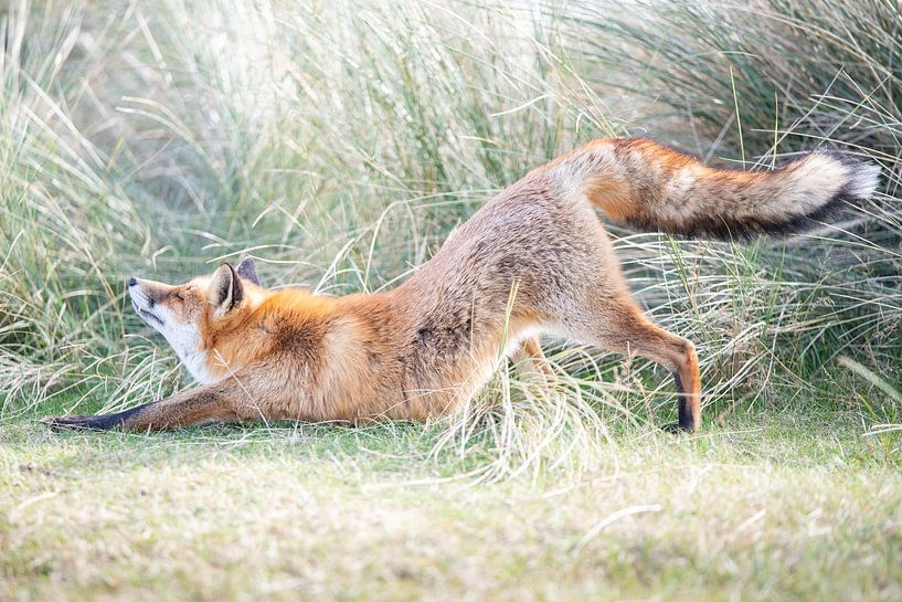 Fox stretching | Photographie de la vie sauvage par Nanda Bussers